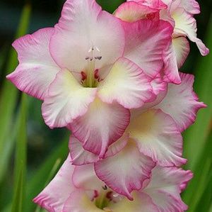 Meet your Posher, Shenae